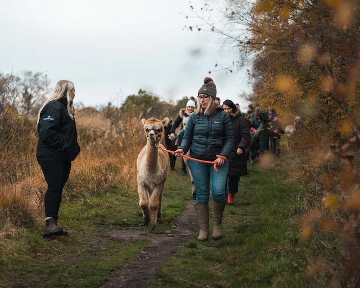A group of people walking a llama on a path in a natural setting. 2
