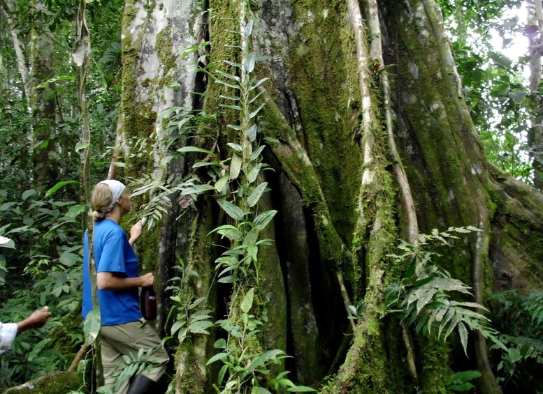 A person climbing a moss-covered tree in a dense forest. 2