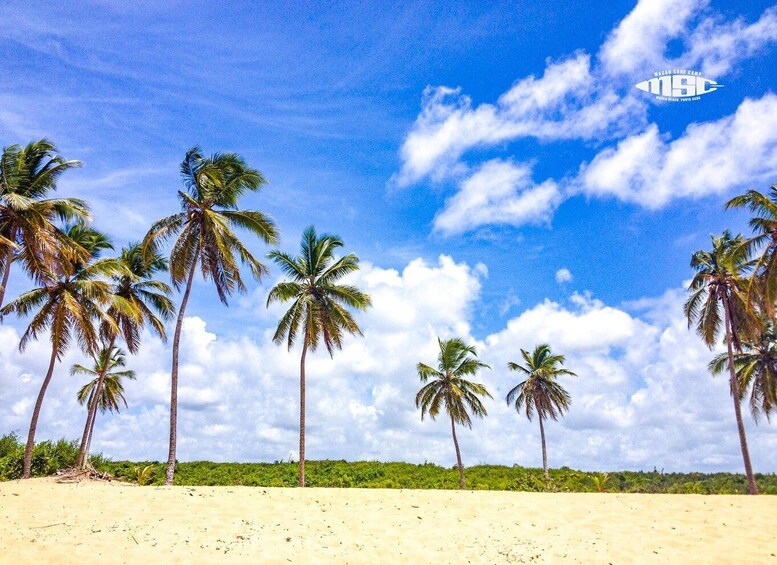 A beach with palm trees and a clear sky. 5