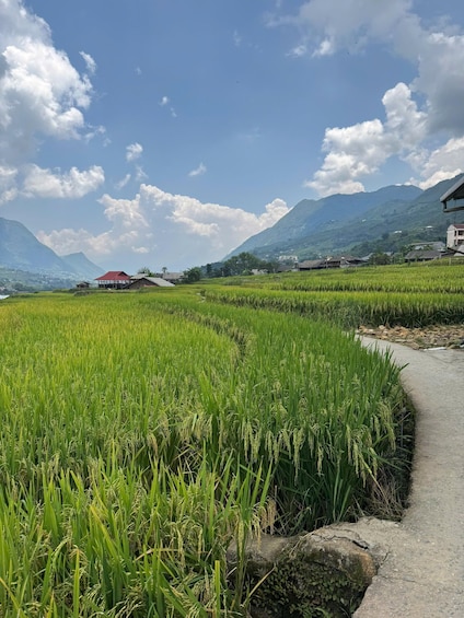 A lush green rice field with a concrete path, a red-roofed building, and mountains in the background. 1