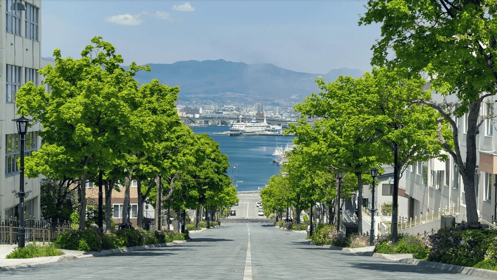 A tree-lined street leading to a harbor with boats and a cityscape in the distance. 2