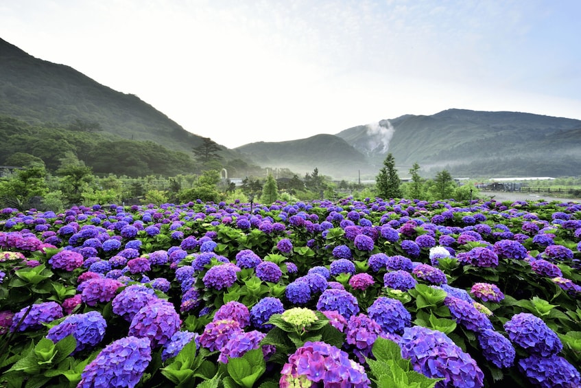 A field of purple hydrangeas with a mountain in the background. 5
