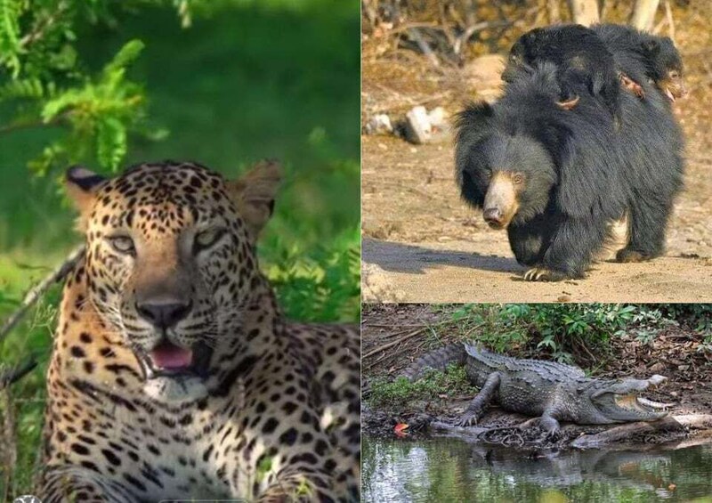 A leopard, a group of bears, and a crocodile. 1