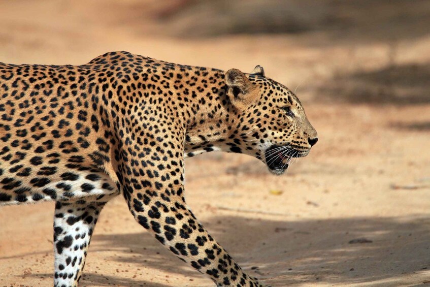 Picture 6 for Activity Kumana National Park Half or Full-Day Safari 5