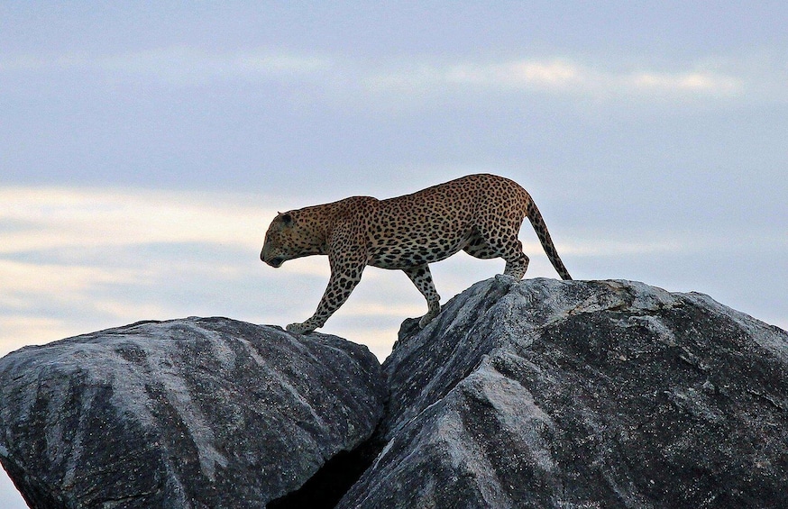 Kumana National Park Half or Full-Day Safari 1