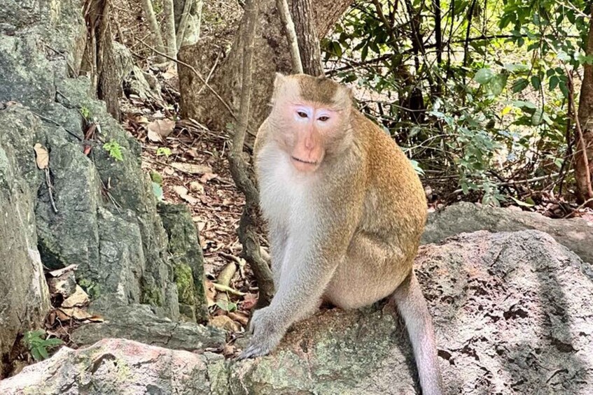 A monkey sitting on a rock surrounded by trees and foliage. 5