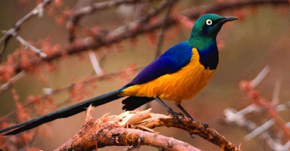 Picture 3 for Activity Kakamega Forest: Bird Watching Safari 1