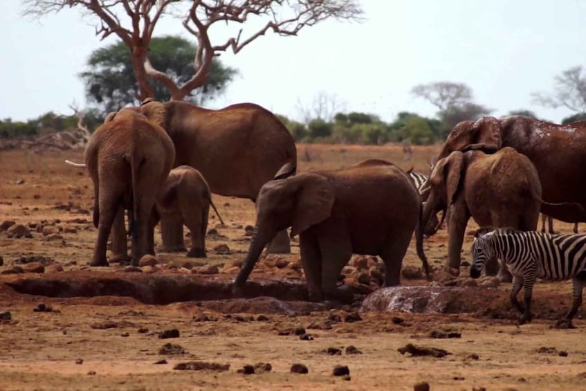 A group of elephants and a zebra in a dry, open landscape with sparse trees. 4