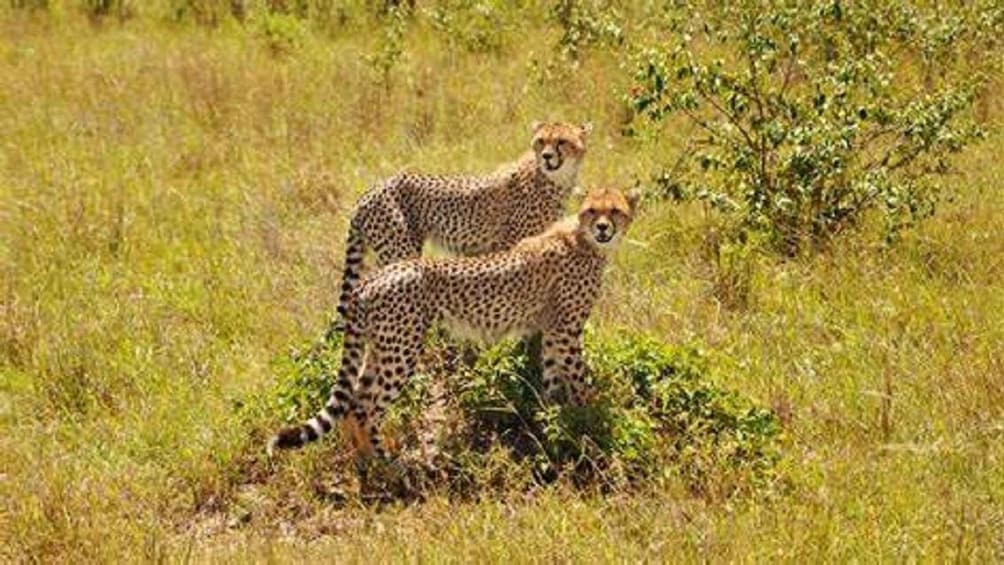 Two cheetahs in a grassy savanna with sparse trees. 2