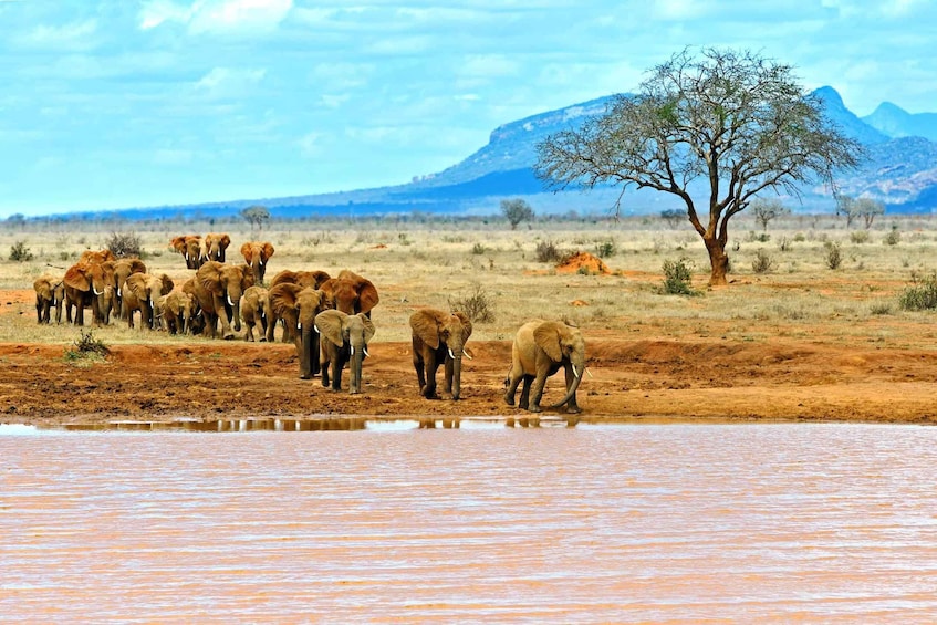 A herd of elephants by a watering hole with a tree and mountains in the background. 3