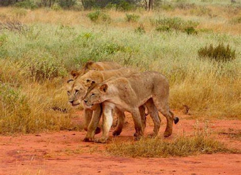 Three lions walking on a dirt path in a grassy savannah. 5