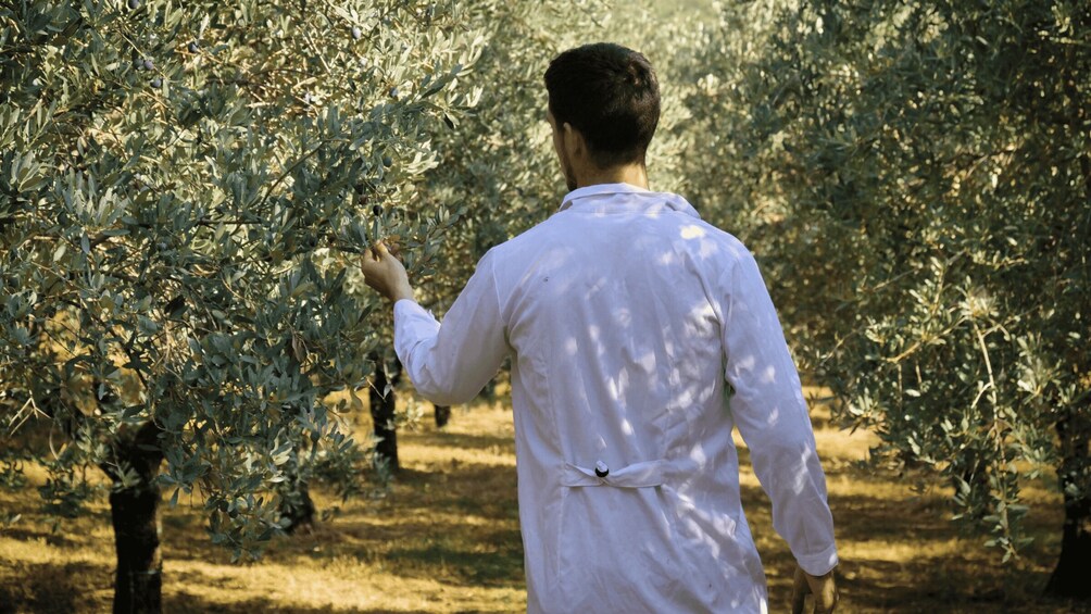 A person in a white shirt inspecting olive trees in a grove. 4