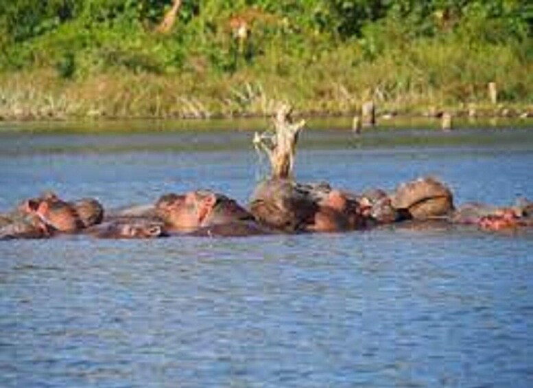 A group of hippos partially submerged in water with a tree stump in the background. 3