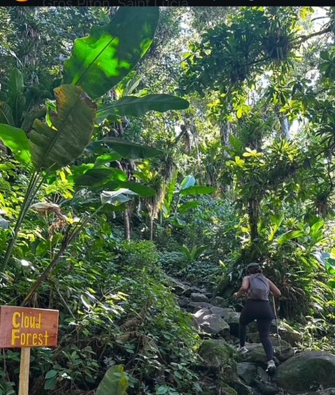 Picture 8 for Activity Gros Piton Adventure with Tour For The Day 3