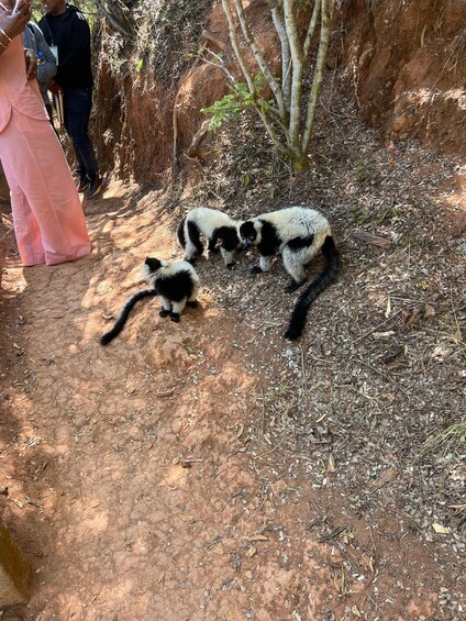 Picture 4 for Activity Antananarivo: Lemurs’ Park, Geysers & Waterfall Day Trip 2