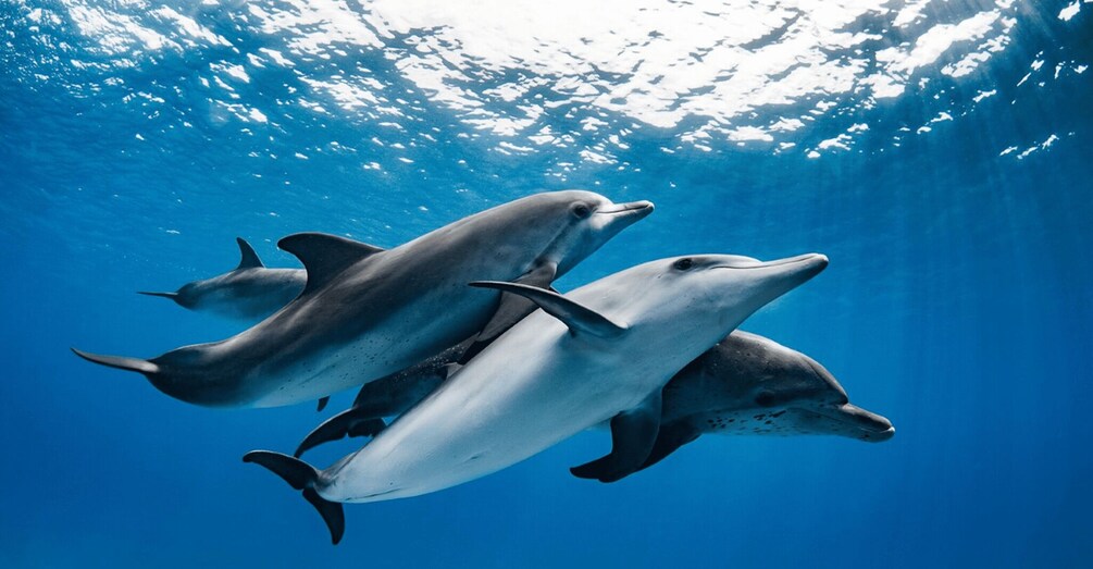 Tres delfines nadando bajo el agua, con luz solar filtrándose. 3