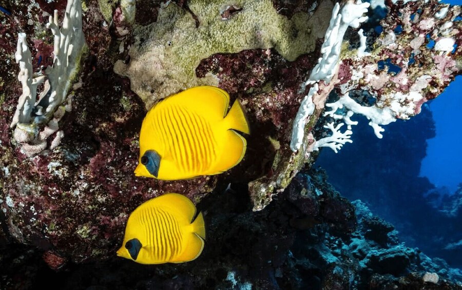 Dos peces amarillos cerca de un arrecife de coral. 2
