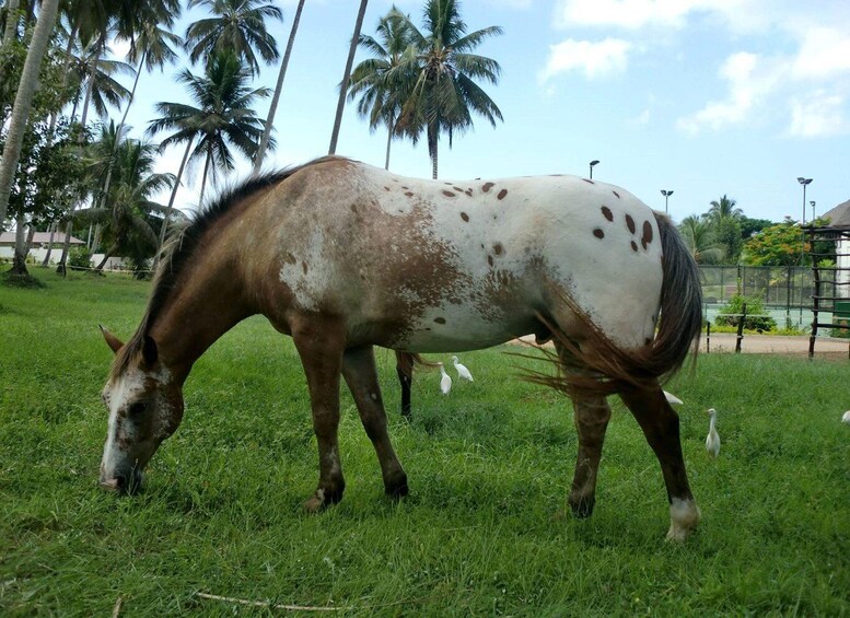 Un caballo pastando en un campo de hierba con palmeras al fondo. 5