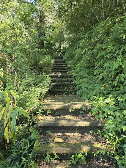 A stone staircase surrounded by dense green foliage. 1