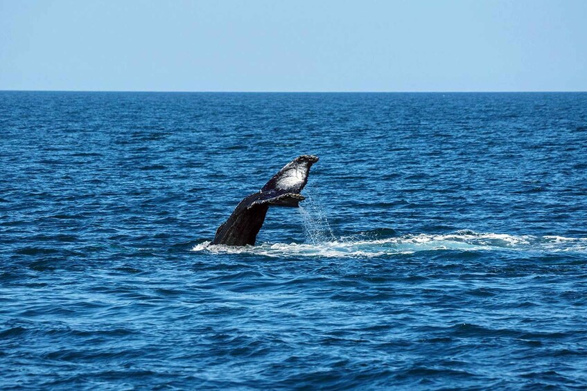 A whale breaching the ocean surface. 5
