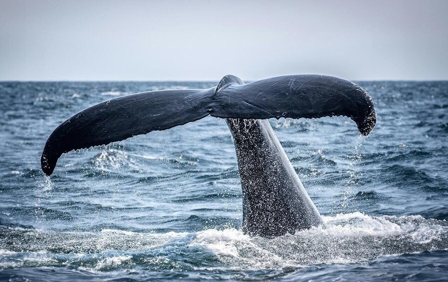 A whale's tail breaching the ocean surface. 2