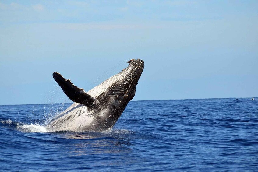 A whale breaching the ocean surface. 3