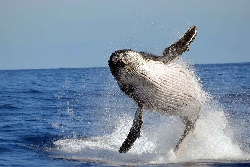 A whale breaching the ocean surface. 1