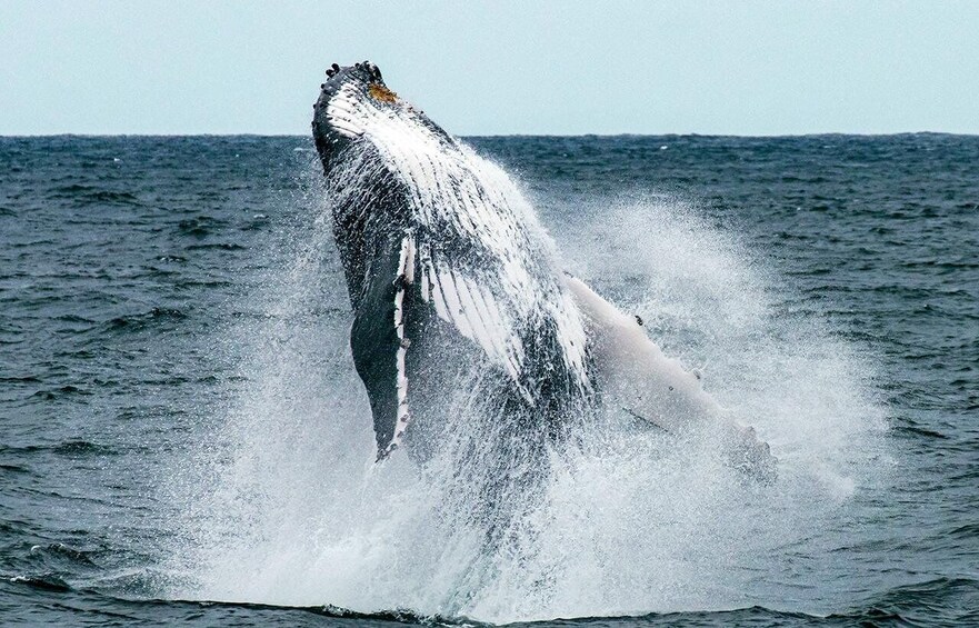 A whale breaching the ocean surface. 4