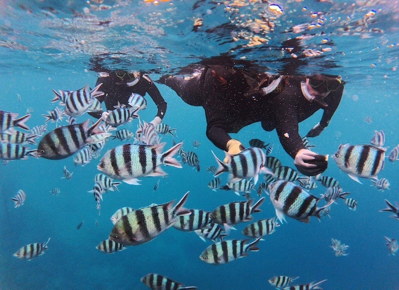 Picture 15 for Activity Okinawa: Blue Cave Private Snorkeling Tour with Guide 4
