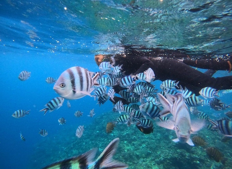 Picture 14 for Activity Okinawa: Blue Cave Private Snorkeling Tour with Guide 3