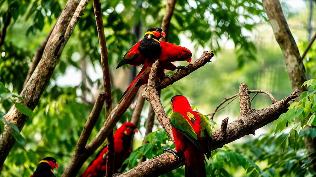 Picture 1 for Activity Cebu: Safari & Adventure Park Tour with Hotel Transfers 3