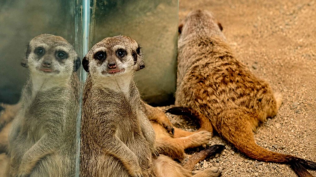 Picture 9 for Activity Cebu: Safari & Adventure Park Tour with Hotel Transfers 4