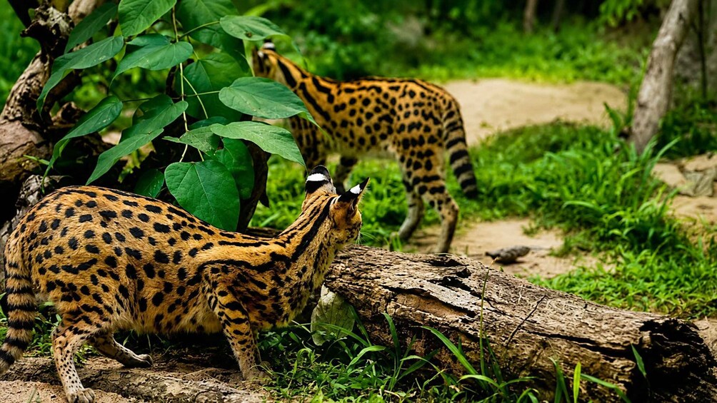 Cebu: Safari & Adventure Park Tour with Hotel Transfers 1