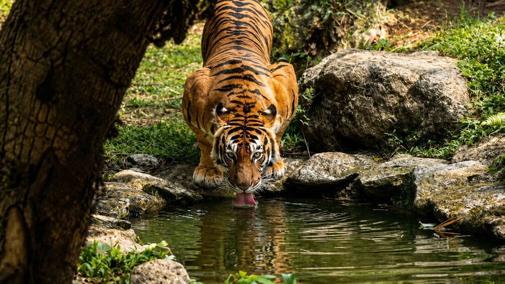 Picture 4 for Activity Cebu: Safari & Adventure Park Tour with Hotel Transfers 2