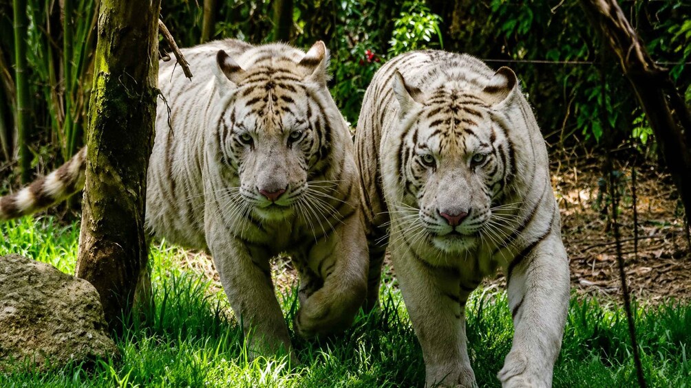 Picture 7 for Activity Cebu: Safari & Adventure Park Tour with Hotel Transfers 5