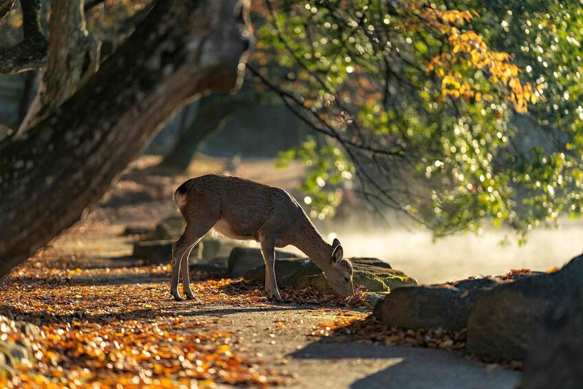 A deer grazing in a park with autumn leaves on the ground. 1
