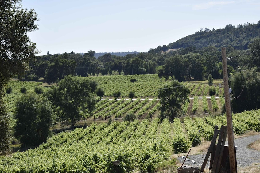 Picture 3 for Activity Napa Valley Wine Tasting Tour Private Customized 5