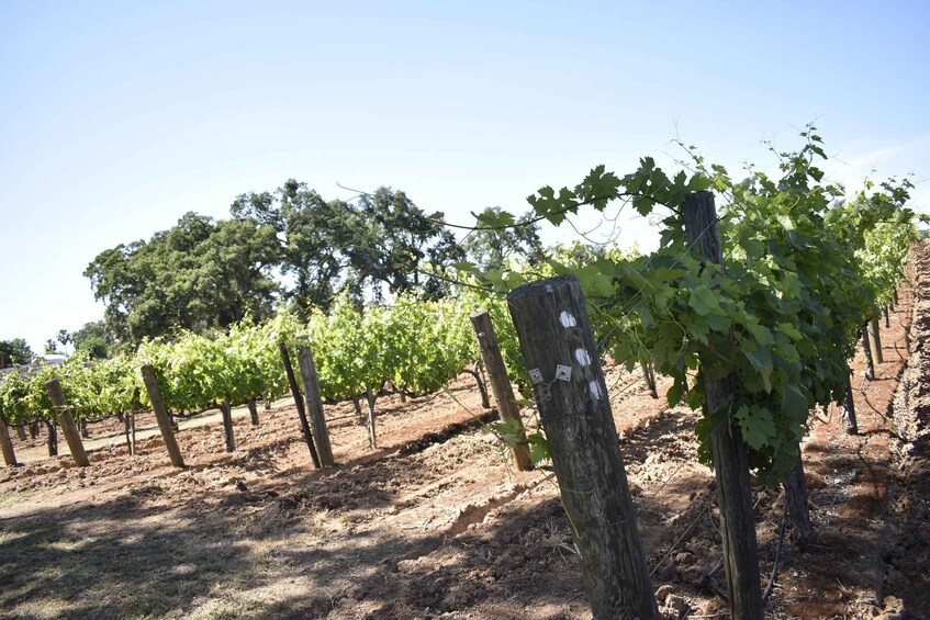 Picture 2 for Activity Napa Valley Wine Tasting Tour Private Customized 4