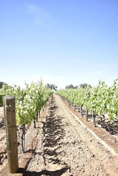 Picture 4 for Activity Napa Valley Wine Tasting Tour Private Customized 2