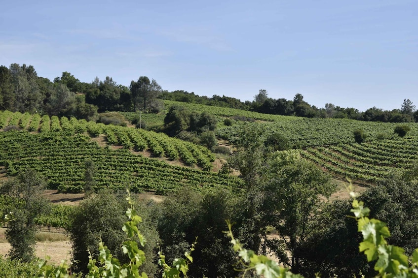 Napa Valley Wine Tasting Tour Private Customized 1