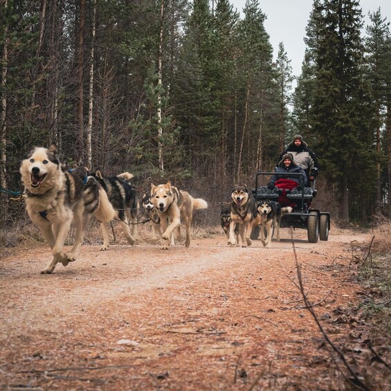 Husky-koirien vetämä reki kulkee metsäpolulla. 4