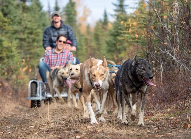 Koira-ajoneuvo, jota koirat vetävät lumisella reitillä. 5