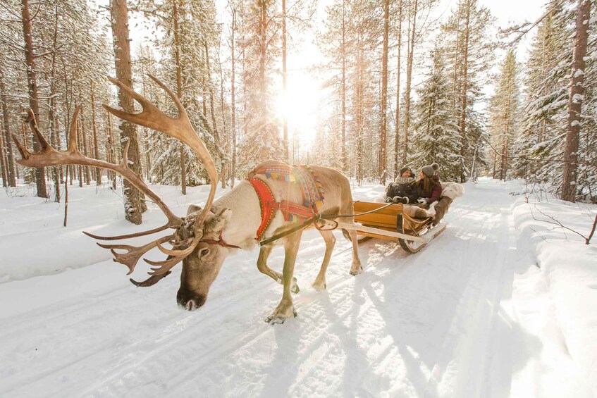 Poron vetämä reki lumisen metsän halki. 1