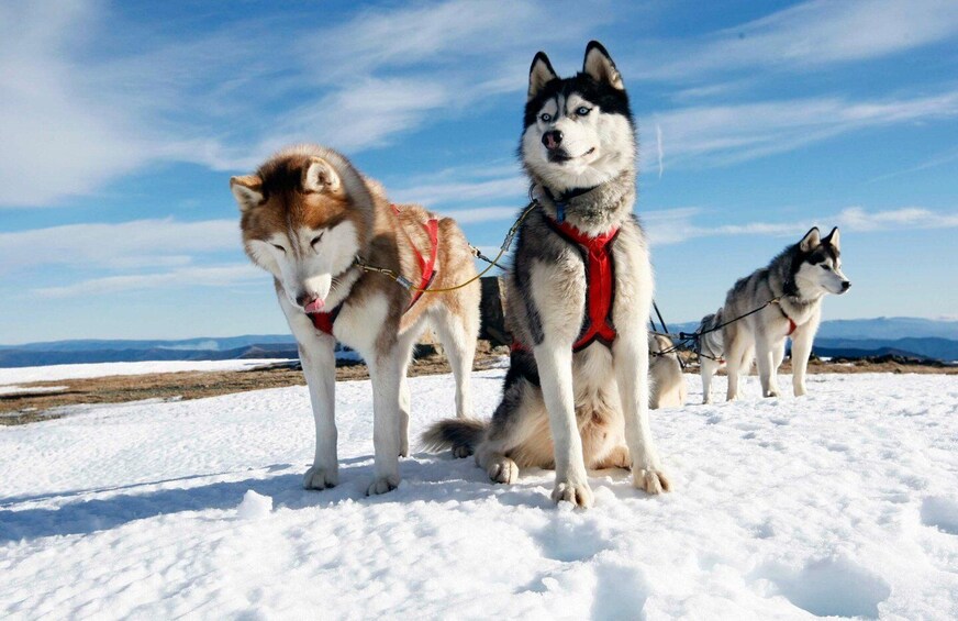 Kolme husky-koiraa lumisessa maisemassa, taivaalla ei pilviä. 2