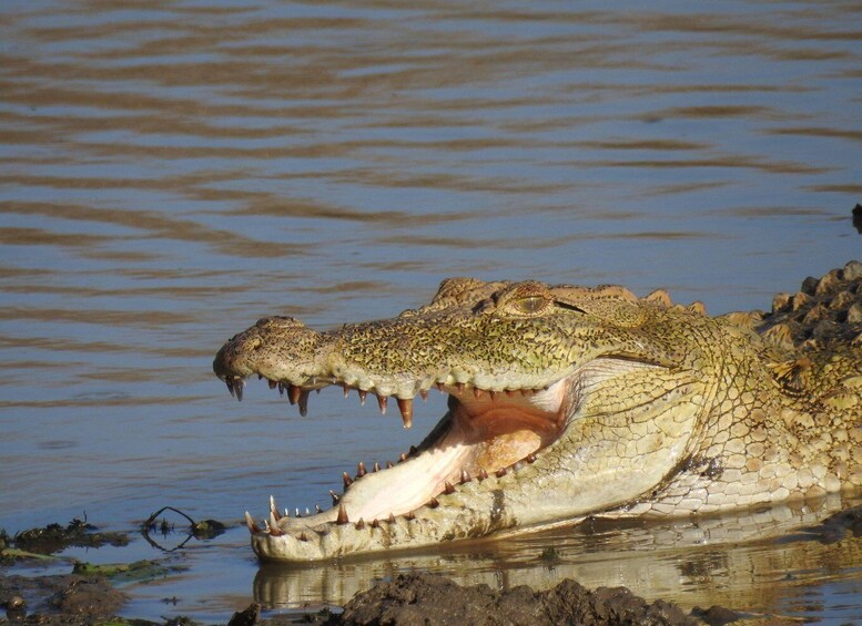 A crocodile partially submerged in water with its mouth open, revealing sharp teeth. 5