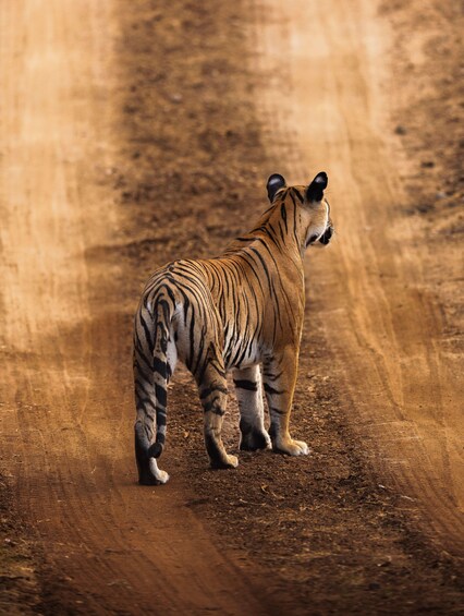 A tiger standing on a dirt road. 4