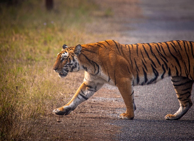 A tiger walking on a road. 1