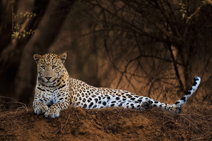 A leopard lying on a mound of dirt with trees in the background. 2