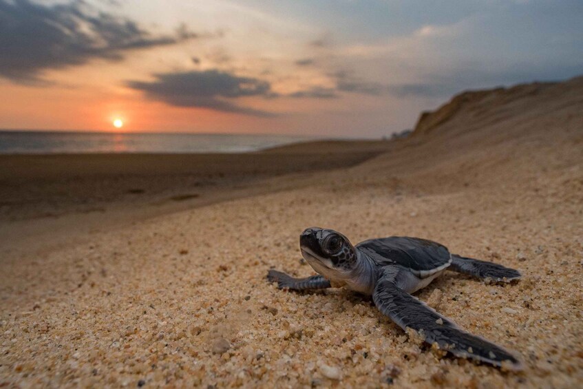 A baby sea turtle on a sandy beach with the sun setting in the background. 2