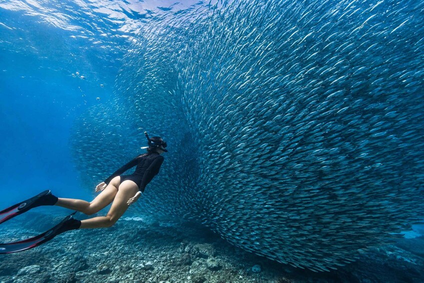 A diver swimming with a school of fish. 5